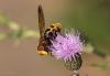 Volucella zonaria